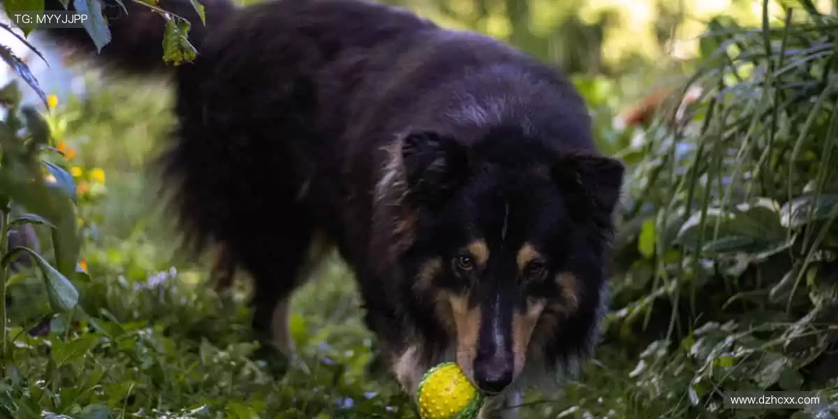 赛事门票，开启你的荣耀之旅🎫
